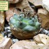Turbinicarpus _schmiedickeanus _ssp.klinkerianus 'lilinkeuidus' 01